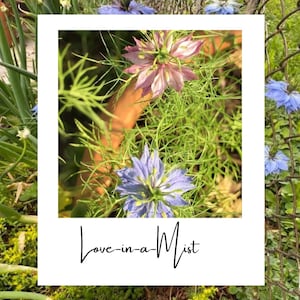 Love-in-a-mist  Love-in-a-Puff Nigella Damascena Black Cumin Dried Floral Flower Heirloom 25+