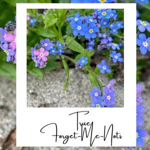 True forget me nots Scorpion Grass Perennial 25+ seeds