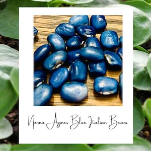 Nonna Agnes Blue Beans Italian Heirloom Shelling  10 Seeds