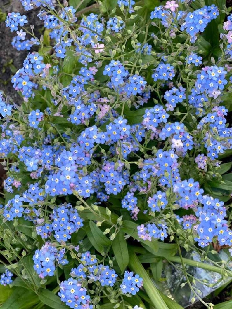 True Me Nots Scorpion Grass Perennial 25 Seeds Etsy