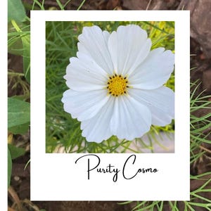 Purity white cosmos pollinator  heirloom tall 25+ seeds