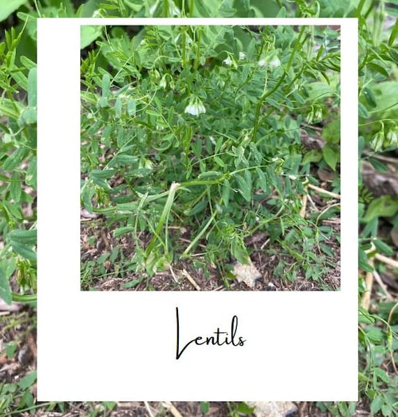 Green Lentils French 25+ Seeds - Etsy