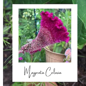 Crested Magenta Celosia Seeds Homegrown 50+ heirloom