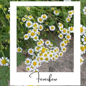 Feverfew perennial seeds 100+ Homegrown Heirloom
