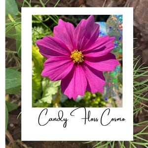 Candy Floss Cosmos Seeds 25+ Heirloom