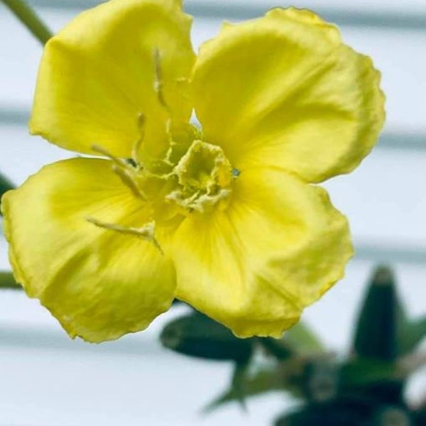 Evening Primrose vulgaris common medical heirloom seeds 50+