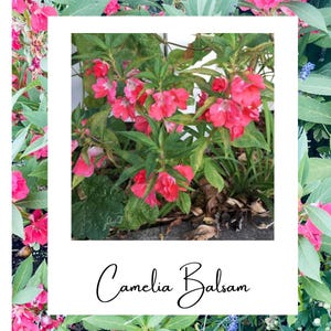 Camellia balsam hot pink and candy cane heirloom seeds 25+