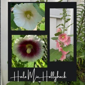 Hollyhock Halo Mix 25+ seeds