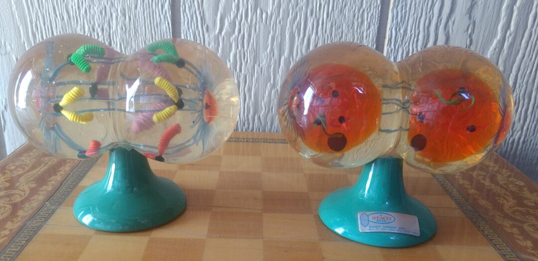 Reduced....vintage Pair of Staco Animal Cell Mitosis Scientific ...