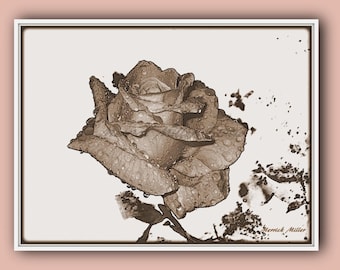Rose 8x10  11x16  Photography Art Print White Sepia tones garden tradtional beautiful american beauty flower wall decor fine art