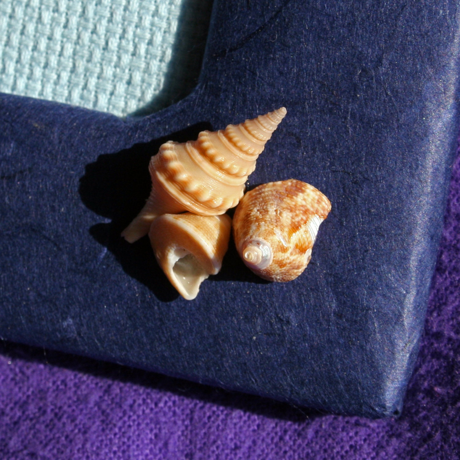 Seashell cross stitch | Etsy