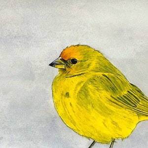 May include: A yellow bird with an orange head and a light gray background.