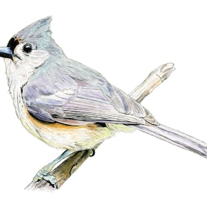 Tufted Titmouse, Bird Print, Bird Painting, Tufted Titmouse Painting, Watercolor, Bird Art