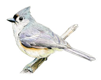 Tufted Titmouse, Bird Print, Bird Painting, Tufted Titmouse Painting, Watercolor, Bird Art