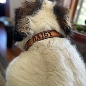 May include: A white and brown dog wearing a brown leather collar with the name "Daisy" engraved in black.