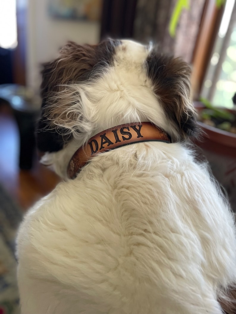 May include: A white and brown dog wearing a brown leather collar with the name "Daisy" engraved in black.