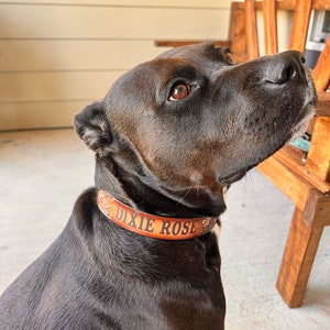 May include: A black dog wearing a brown leather collar with the name "DIXIE ROSE" engraved on it.