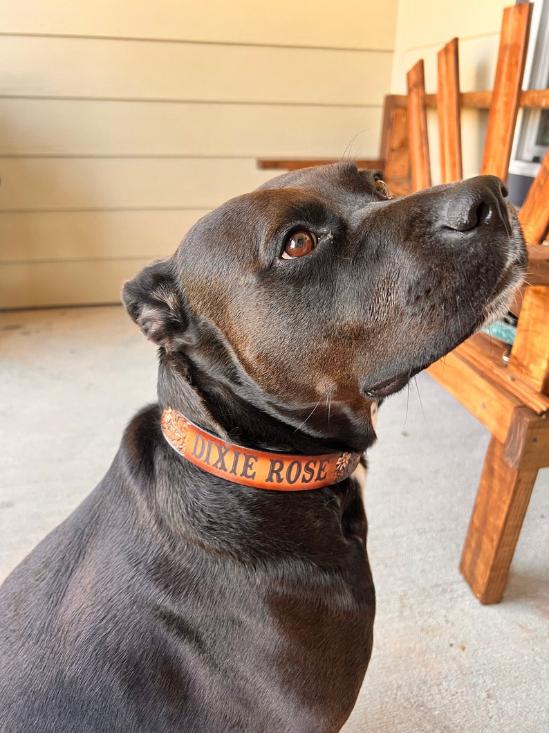 May include: A black dog wearing a brown leather collar with the name "DIXIE ROSE" engraved on it.