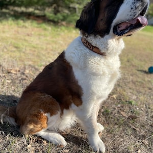 May include: A large, white and brown dog with a brown leather collar that says "DAISY" is sitting in a grassy field. The dog is looking up and to the right.