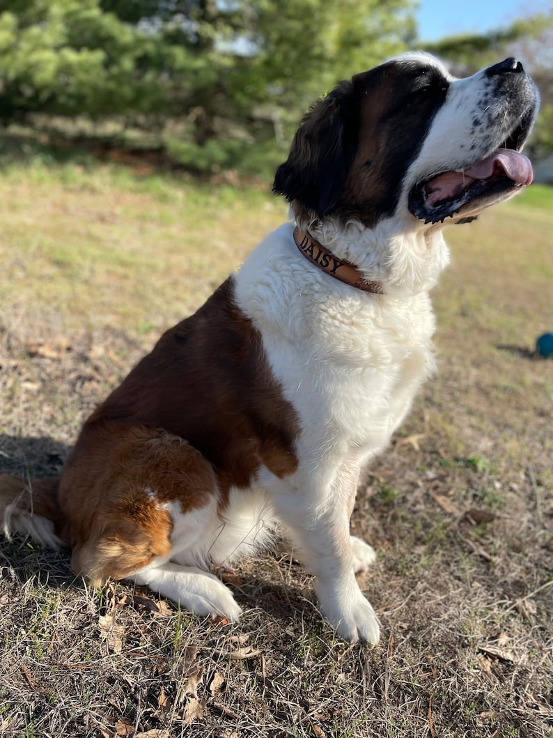 May include: A large, white and brown dog with a brown leather collar that says "DAISY" is sitting in a grassy field. The dog is looking up and to the right.
