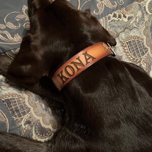 May include: A brown dog wearing a brown leather collar with the name "KONA" embossed in gold lettering.
