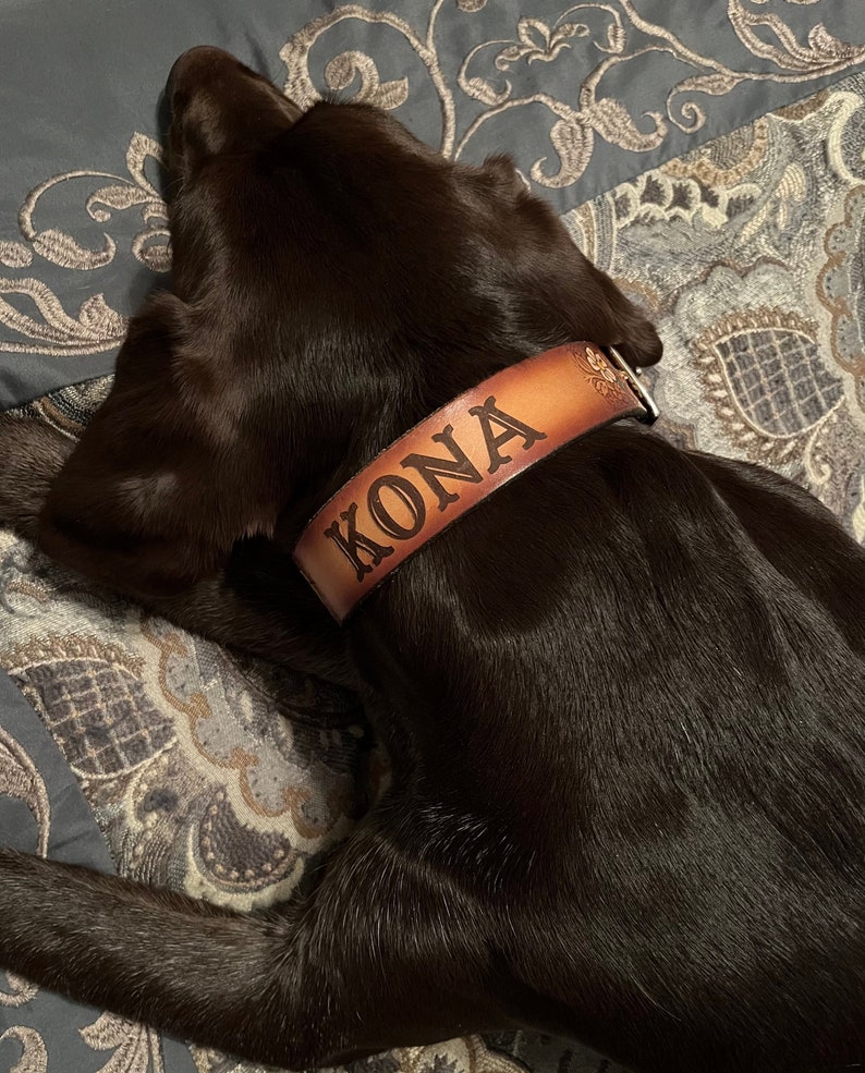 May include: A brown dog wearing a brown leather collar with the name "KONA" embossed in gold lettering.