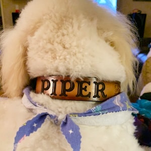 May include: A white dog wearing a brown leather collar with the name "PIPER" engraved in black lettering. The dog is wearing a blue bandana with white stars.