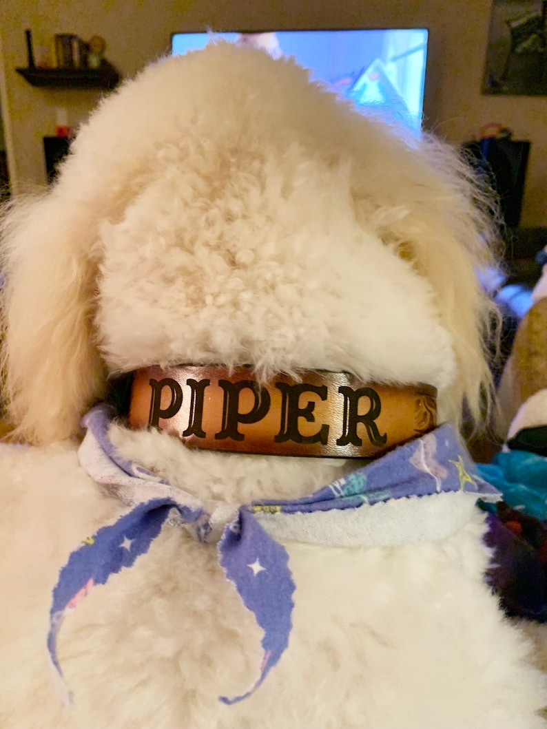 May include: A white dog wearing a brown leather collar with the name "PIPER" engraved in black lettering. The dog is wearing a blue bandana with white stars.