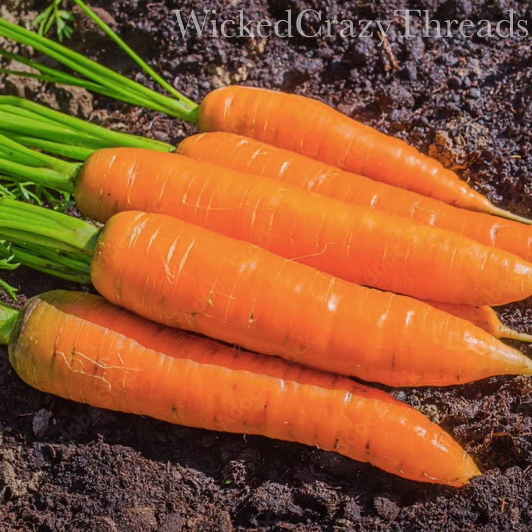 Imperator Carrot Seeds Heirloom Fresh Garden Seeds NONGMO Etsy