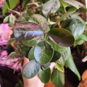 Hoya Australis Cutting | ROOTED | Exact Plant