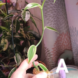 SUPER Variegated Vanilla Orchid Cuttings | UNROOTED | Exact Plant