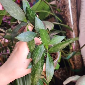 Hoya Gracilis Memoria | Rooted Cutting | Exact Plant
