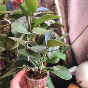Hoya Australis Cutting | ROOTED | Exact Plant
