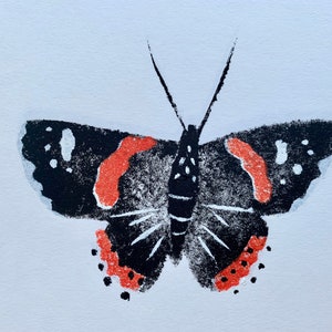 Red Admiral Butterfly