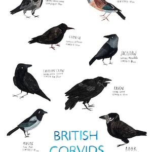 A3 Corvids Birds Poster