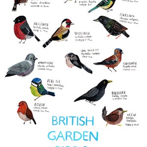 A3 British Garden Birds Poster