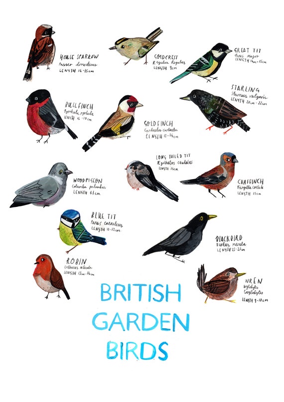 British Birds Identification Chart Wildlife Poster