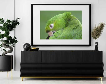 Parrot Bird Photography, Bird wall art, Bird wall prints poster, Large gallery wall prints, Bird prints, Bird photo, Travel photography