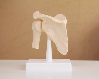 Vintage table top anatomy model human shoulder joint bones made out of plastic / anatomical model for science study