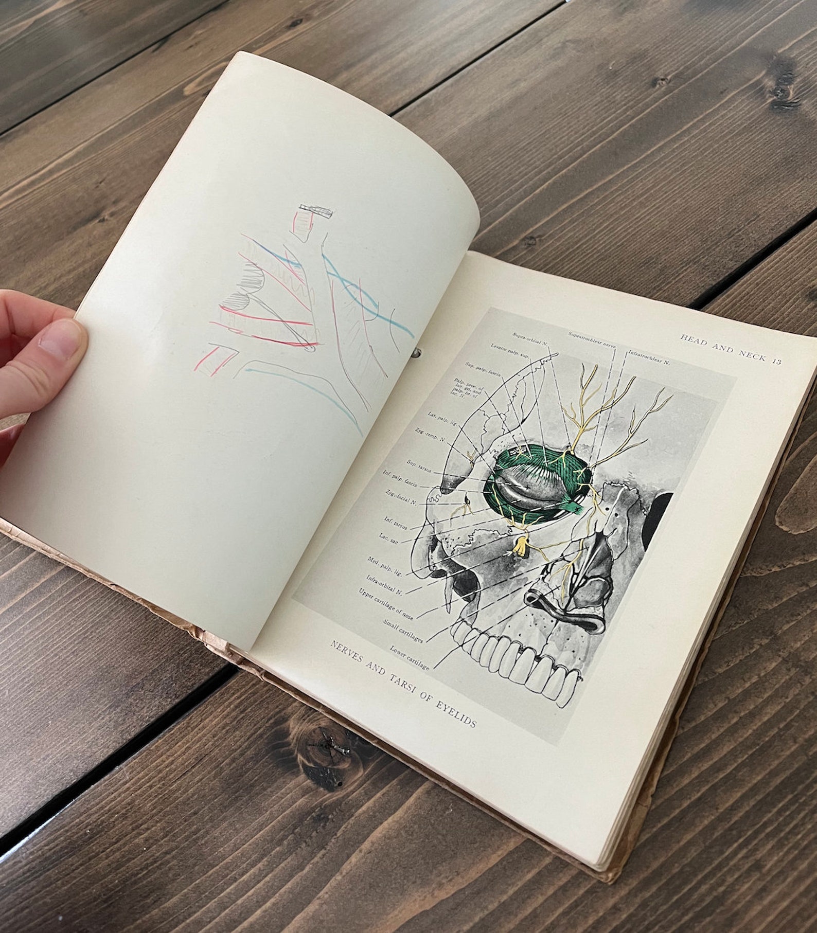 Illustrations Of Regional Anatomy E B Jamieson MD Etsy