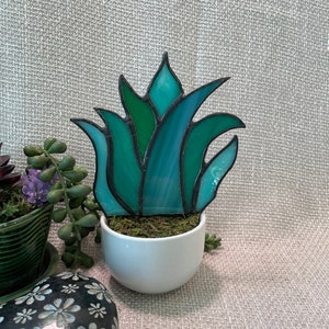 Stained glass aloe plant, Glass plant, stained glass house plant, Green plant, Aloe houseplant, Forever houseplant, Long lasting house plant