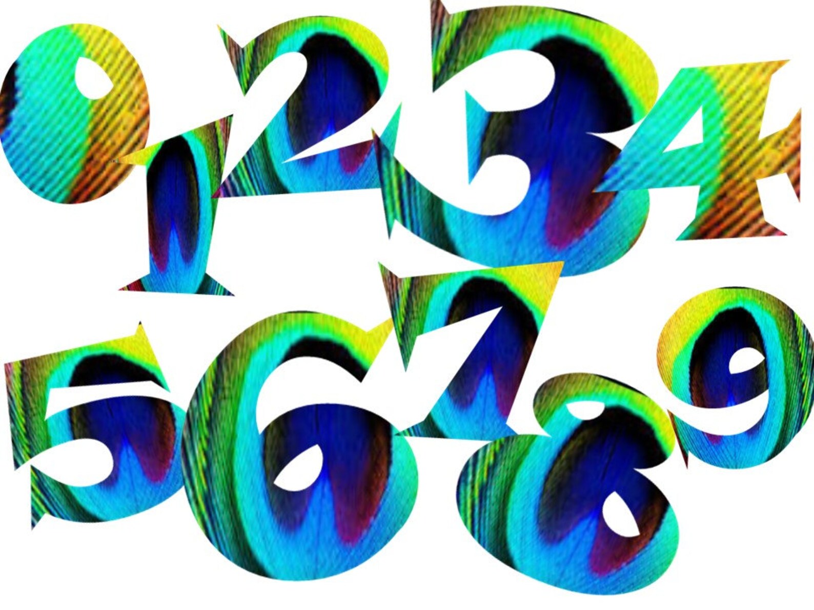 FONTS Peacock Feather Font Personal and Commercial Use | Etsy