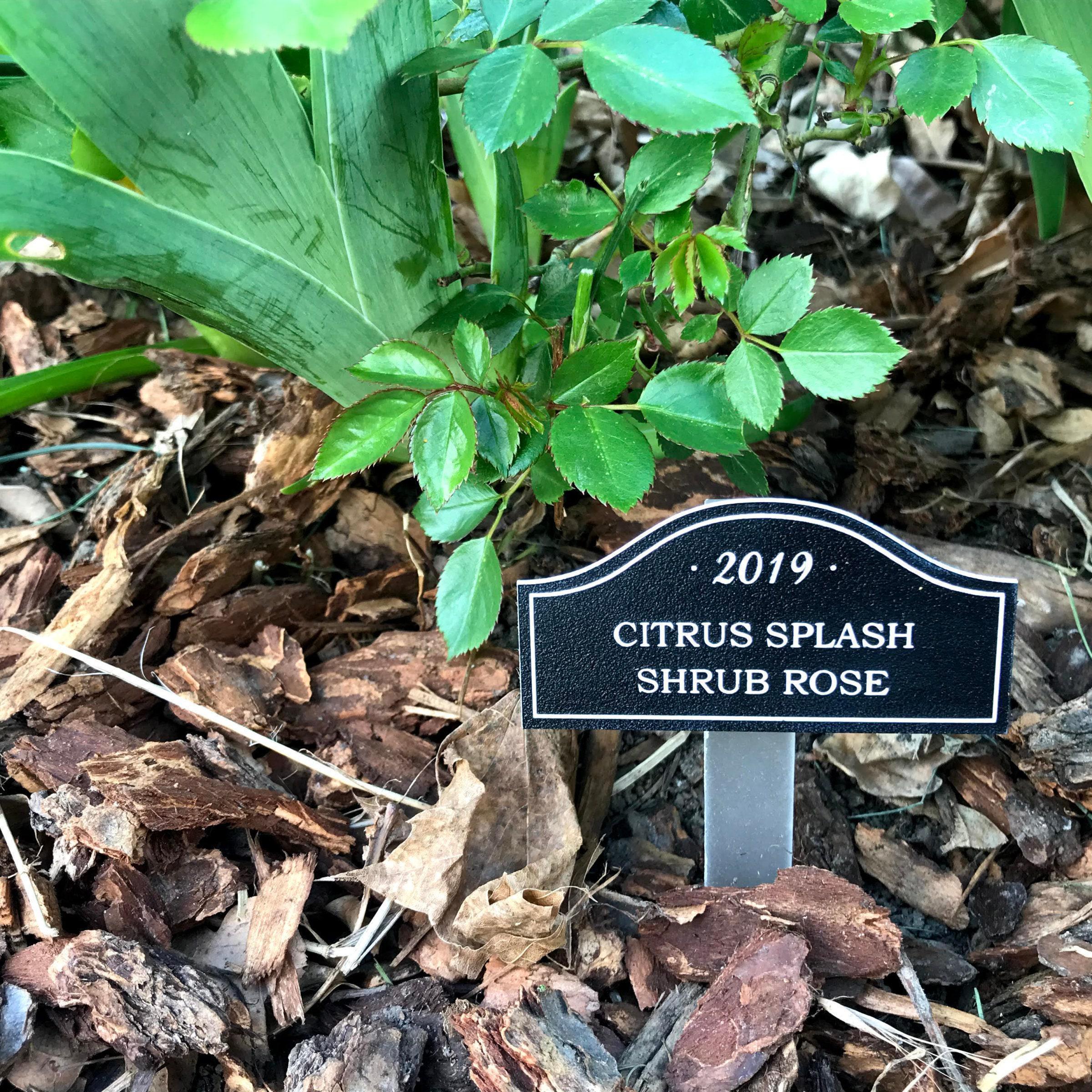 Rose Identification Stakes, Custom Rose Bush Markers, Rose Name