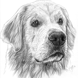 Custom Dog Drawing | Retriever Dog Sketch From Photo Pet Memorial Gift Portrait, Labrador Portrait
