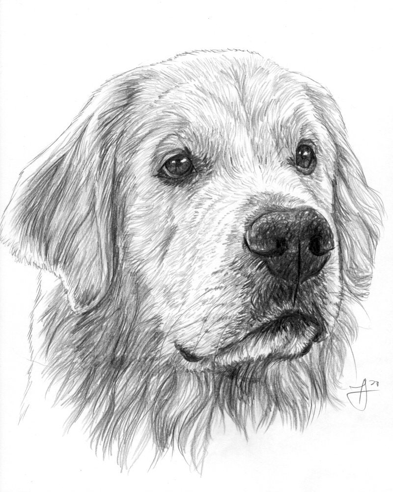 Custom Dog Drawing | Retriever Dog Sketch From Photo Pet Memorial Gift Portrait, Labrador Portrait