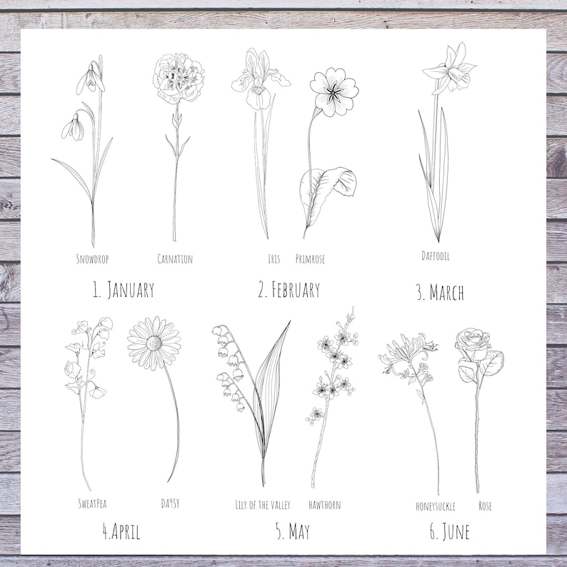 May include: A black and white line drawing illustration of flowers blooming throughout the year. The illustration shows the flowers for each month, starting with January and ending with June. The flowers are labeled with their names, such as snowdrop, carnation, iris, primrose, daffodil, sweetpea, daisy, lily of the valley, hawthorn, honeysuckle, and rose.