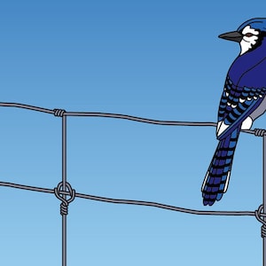 Blue Jay with wire fence  medium-size. Still updating the image 1