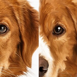 May include: Close-up of a dog's face. The dog has brown and white fur, brown eyes, and a wet nose. The dog's fur is soft and fluffy.