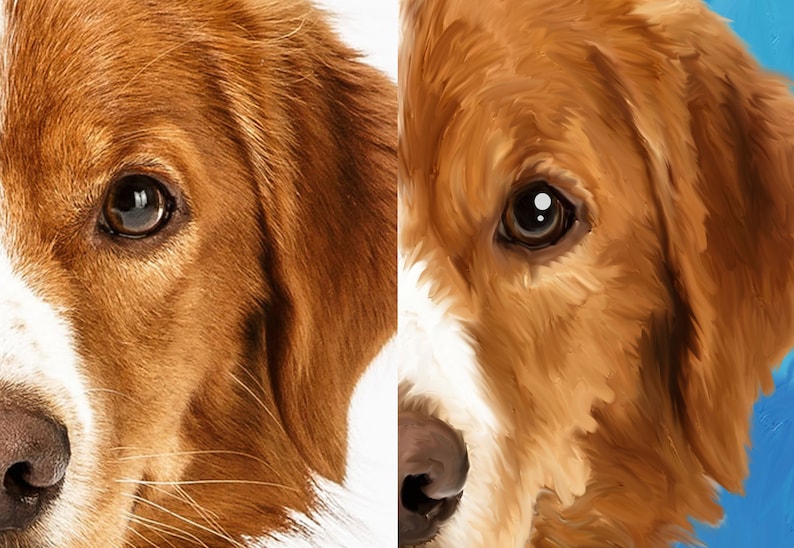 May include: Close-up of a dog's face. The dog has brown and white fur, brown eyes, and a wet nose. The dog's fur is soft and fluffy.
