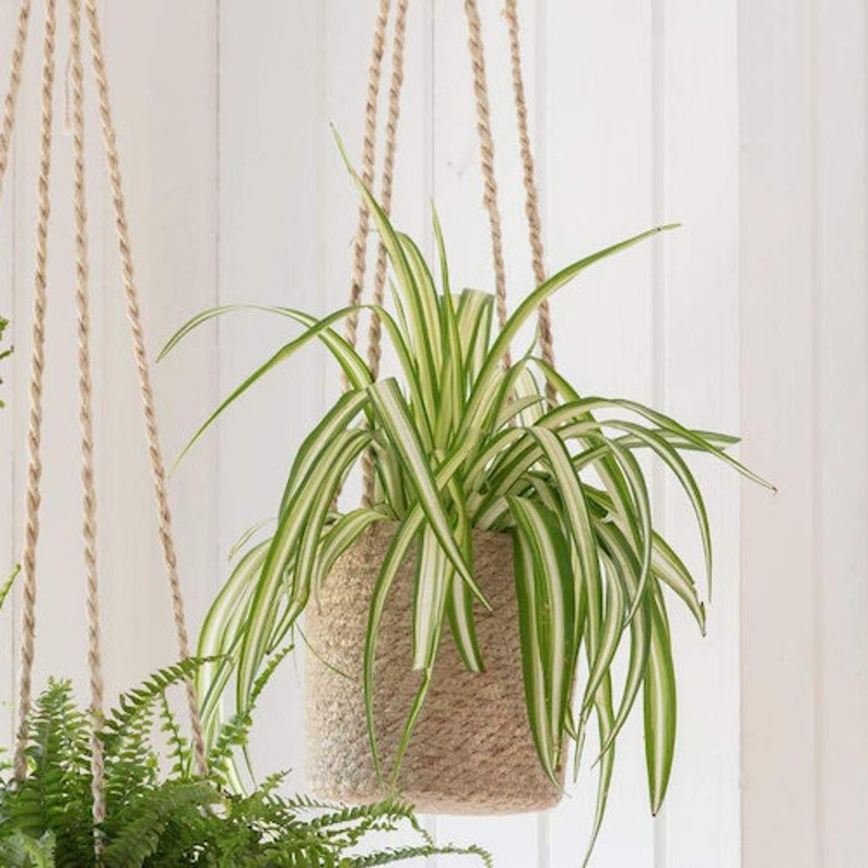 Pots de plantes suspendus Corde de plantes d'intérieur en jute suspendue au plafond de la cuisine de la chambre à coucher de la salle de bain Jardinières naturelles d'herbes aromatiques Tall